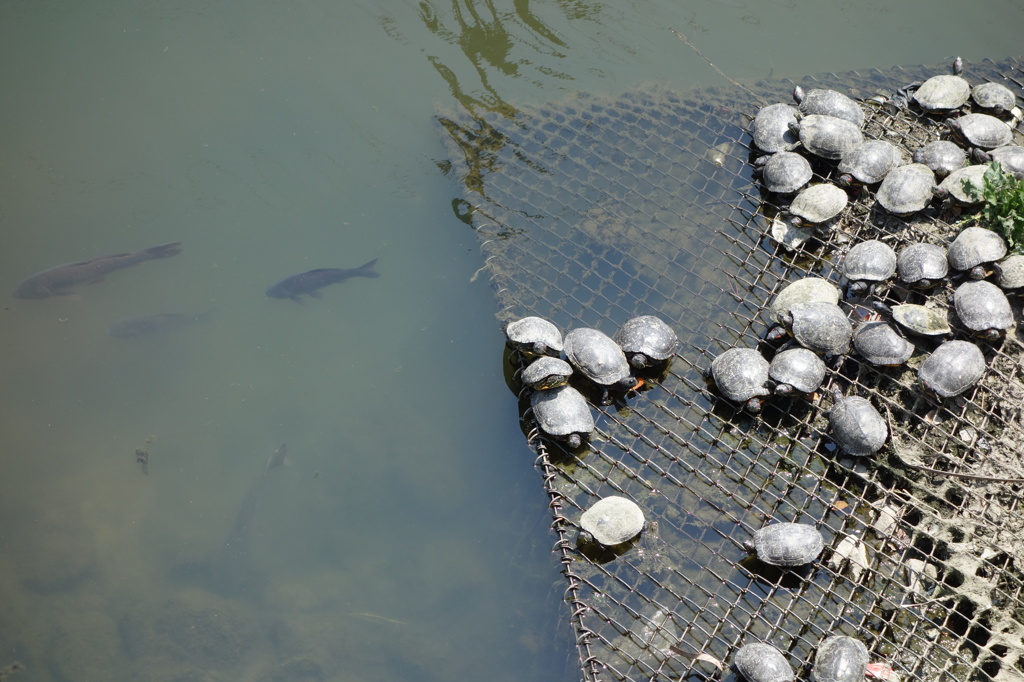 近所の川の亀と鯉。
