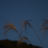 夕暮れのススキ