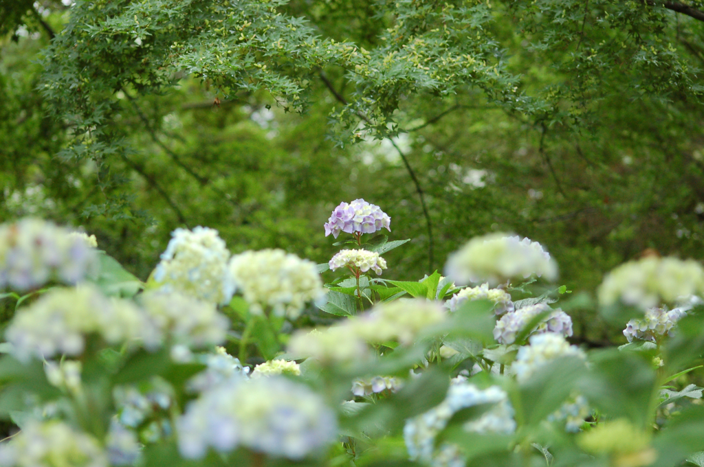 矢田寺2015②