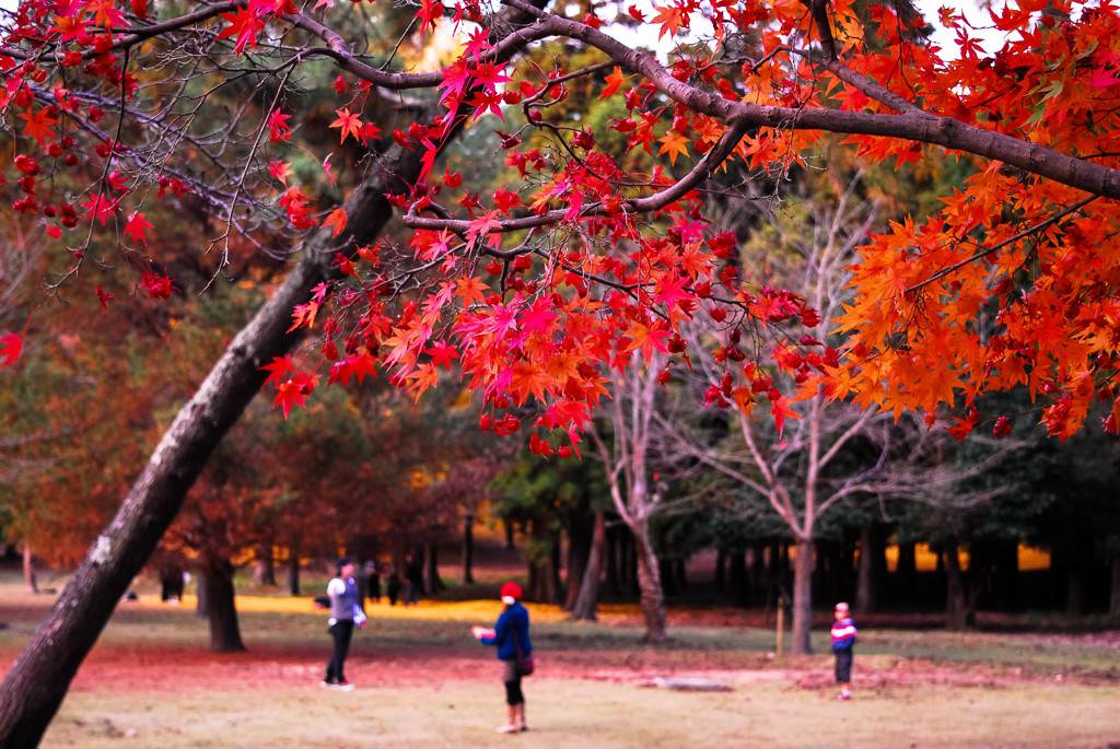 奈良の紅葉③