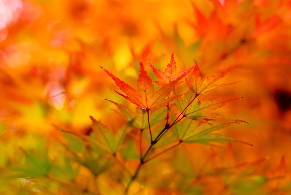信貴山の紅葉〆