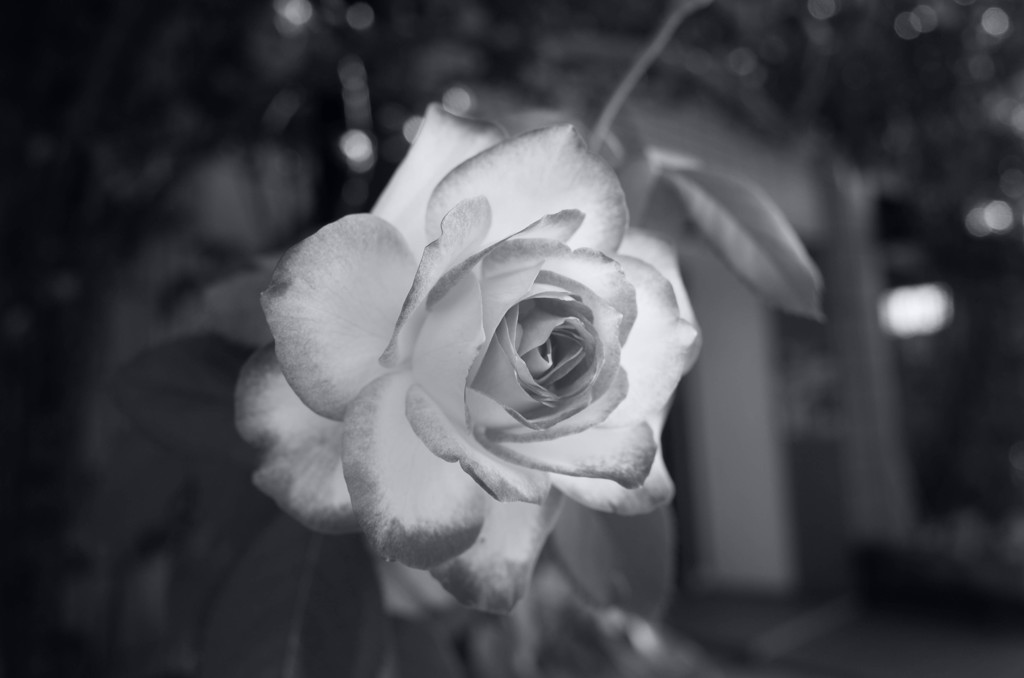 近所の美容室の薔薇・秋⑤