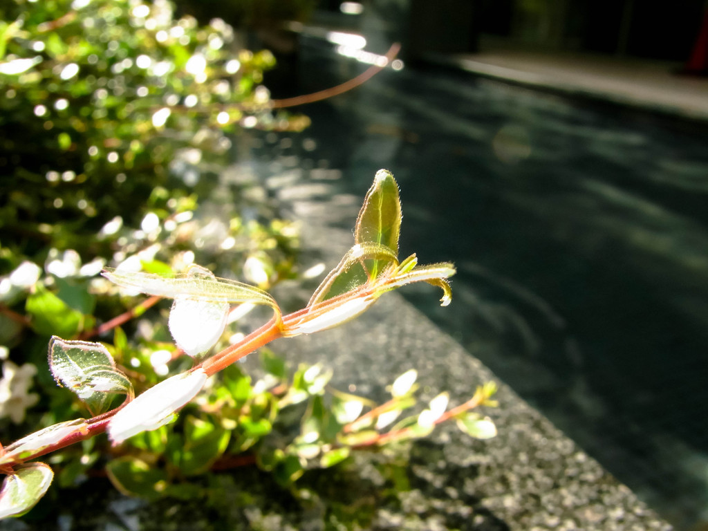 植え込み