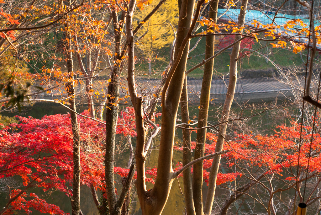 ひょうたん池の紅葉