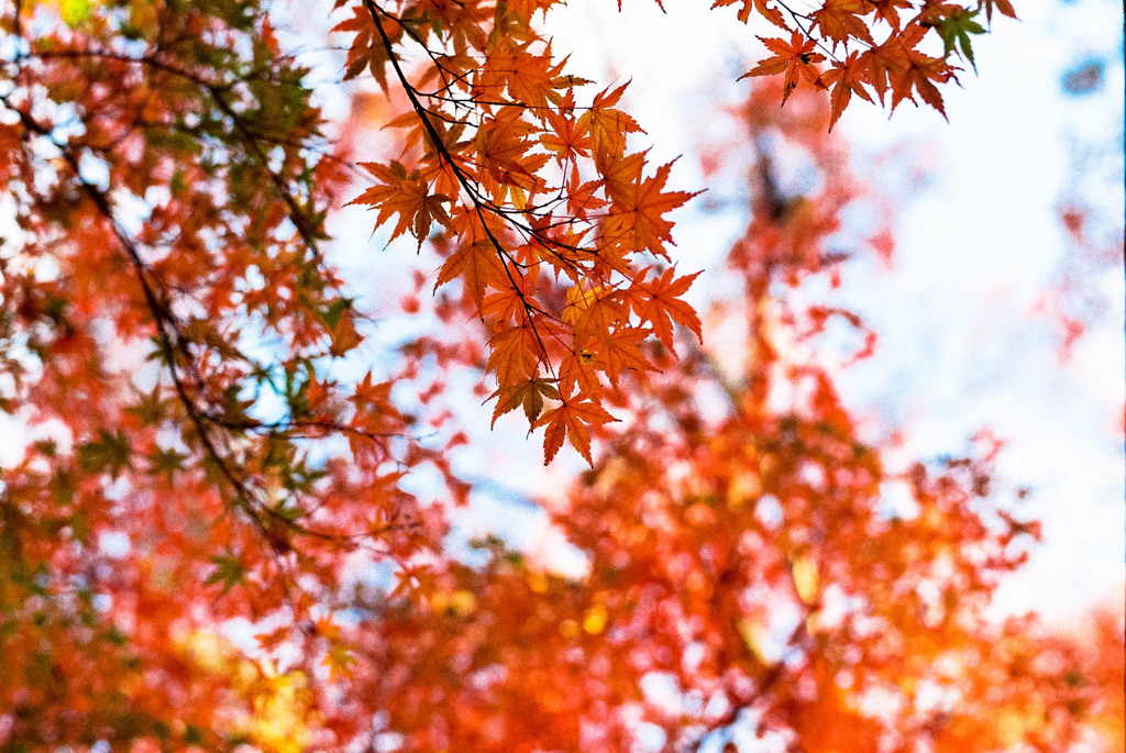 信貴山もそろそろ見頃・その２