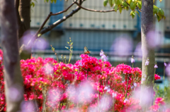 初夏の陽気につられて