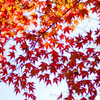 一昨年の紅葉①