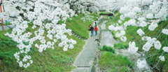 パウダーブルーの桜