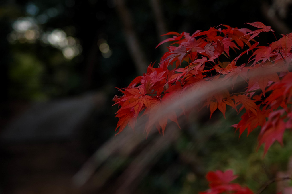 紅葉のシーズンも終わりましたね。