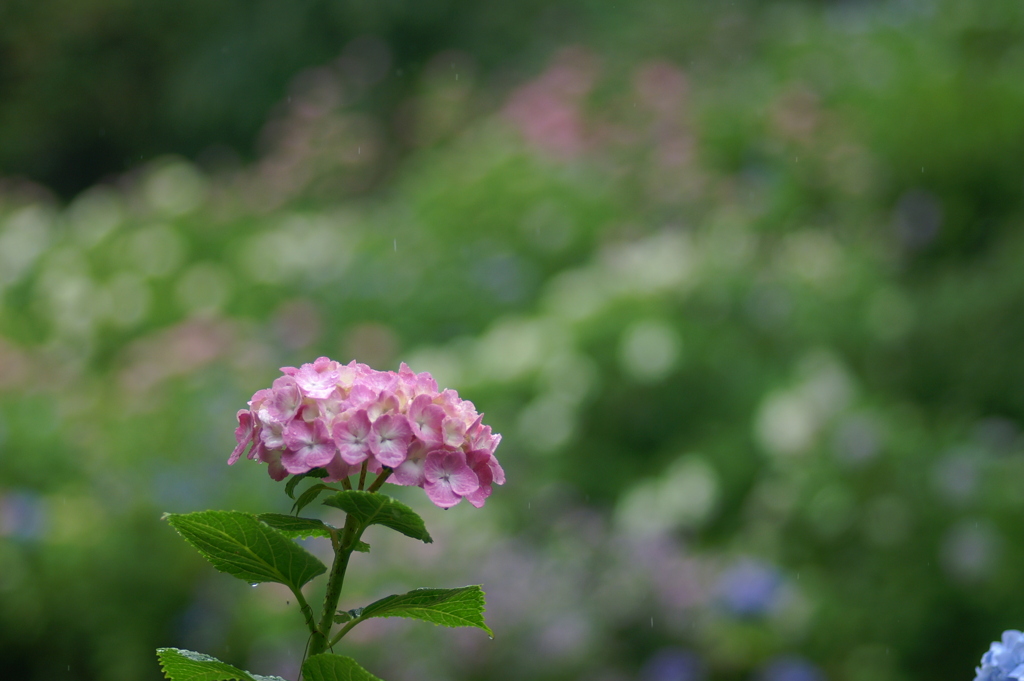 恵の雨２