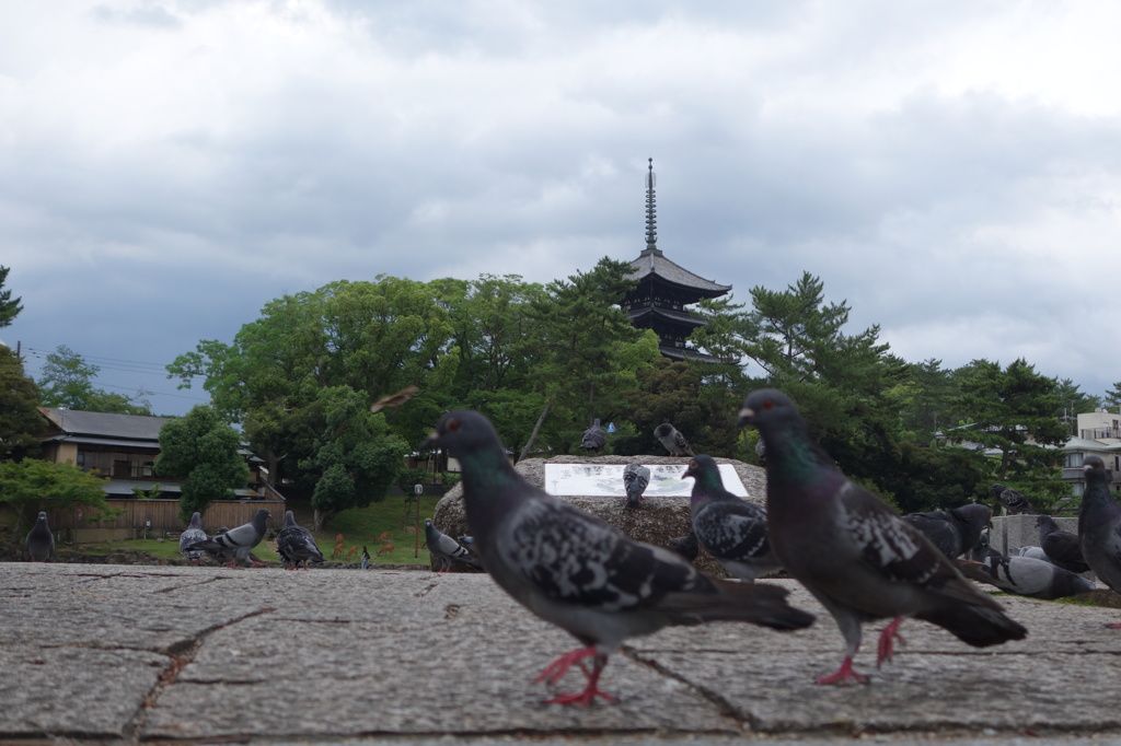 興福寺の五重塔と猿沢池