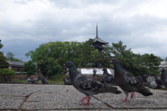 興福寺の五重塔と猿沢池
