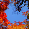 紅葉２０１３