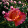 街の薔薇⑧