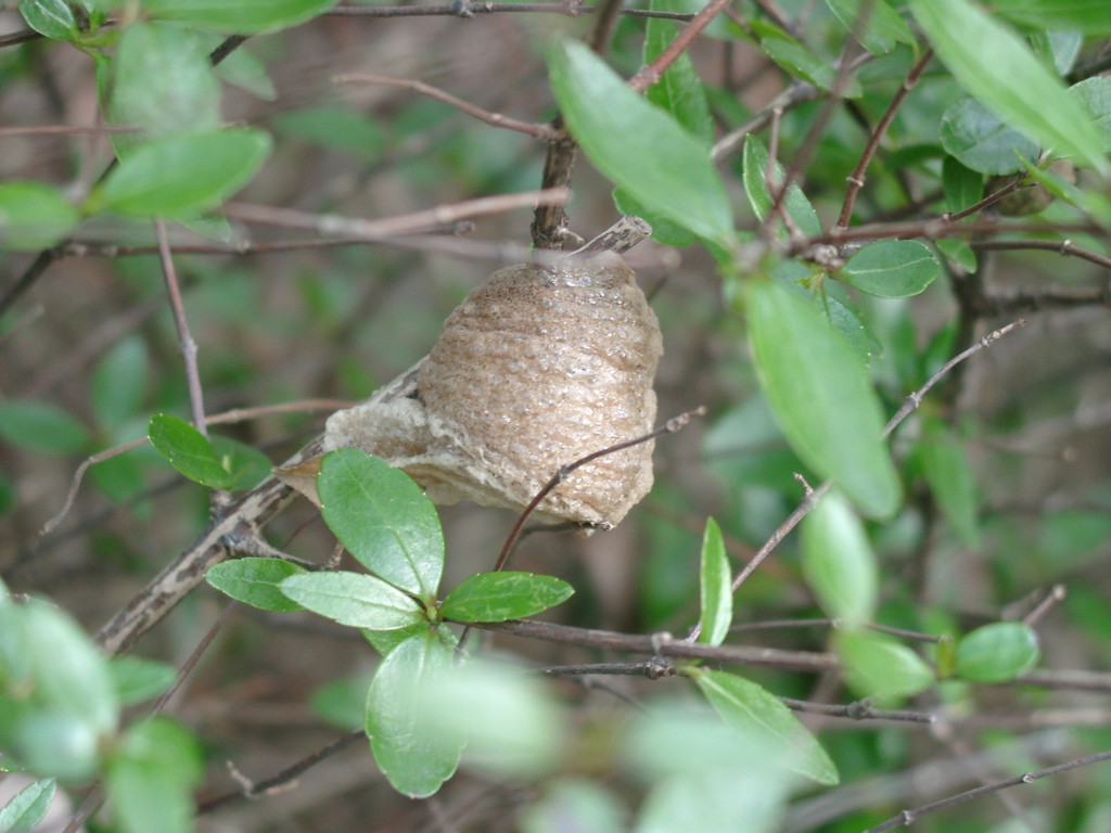 カマキリの卵見っけ！