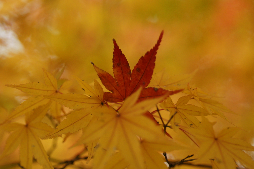 残り紅葉