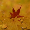 残り紅葉