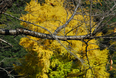 大銀杏見頃でした。