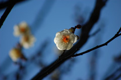 観心寺の春間近④