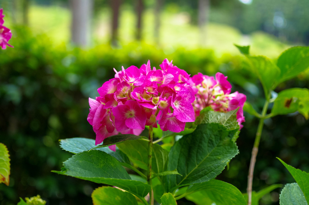 三室戸寺の紫陽花・赤