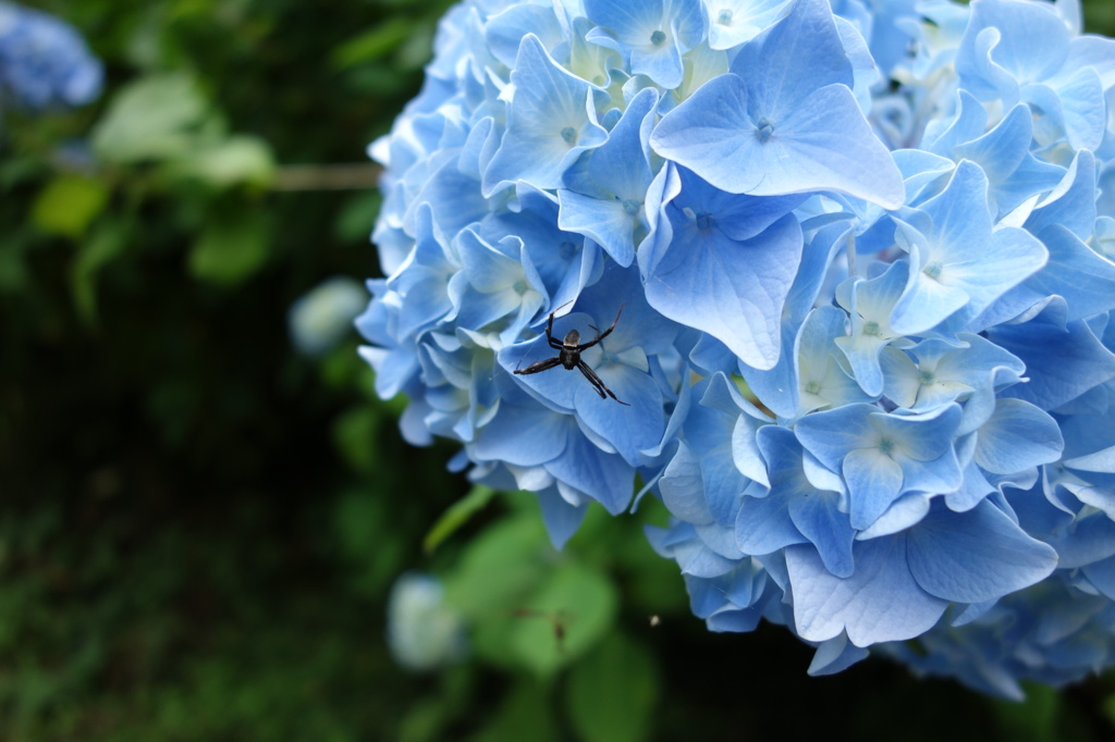 山燈花の紫陽花