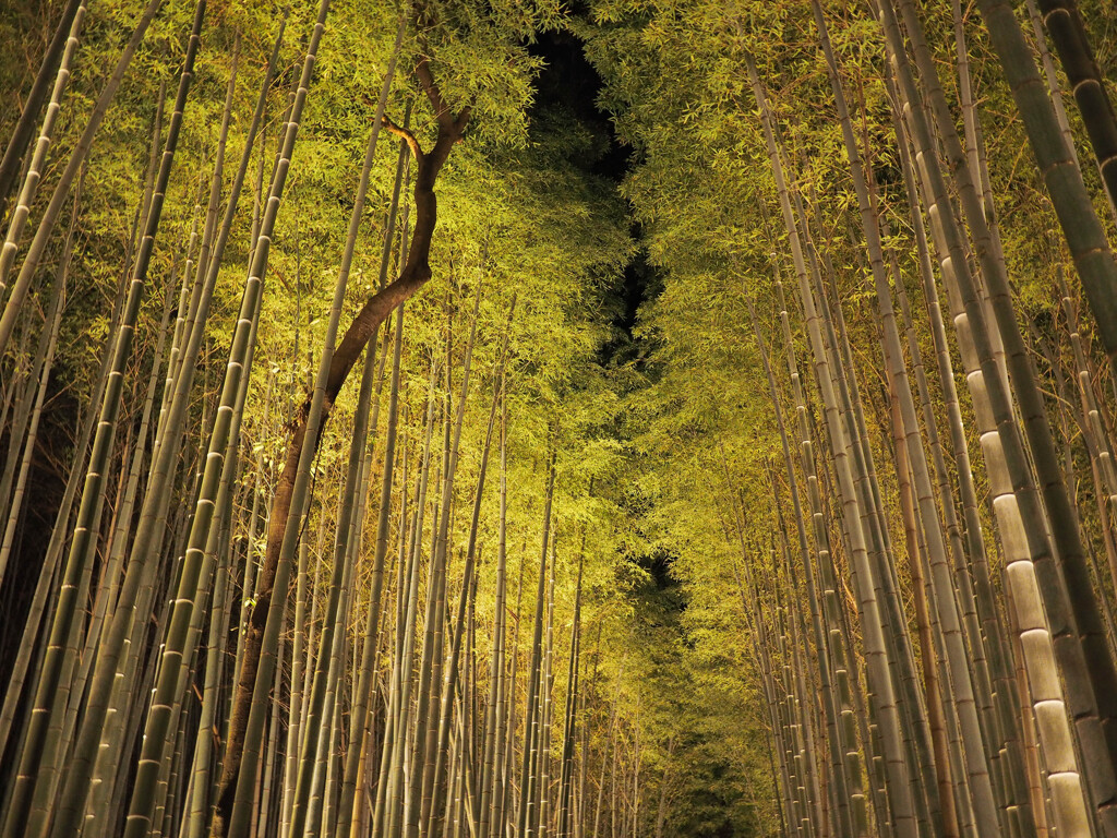 嵐山花灯路2021竹林