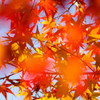 残り紅葉③