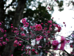 北野天満宮③