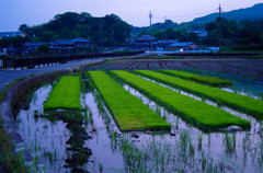 さあ明日は田植えだ。