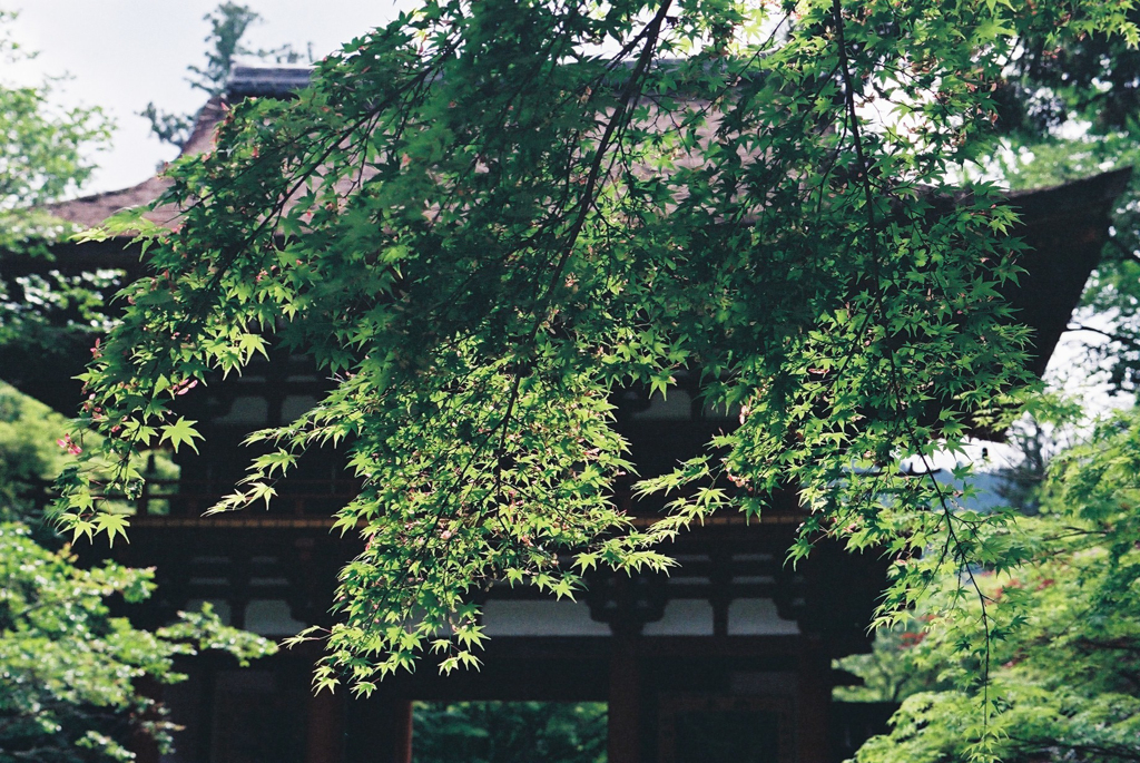 室生寺の初夏⑧