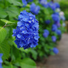 三室戸寺の紫陽花・青