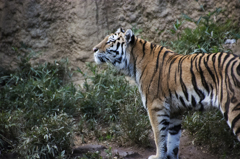 多摩動物園”虎”