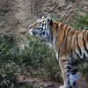 多摩動物園”虎”