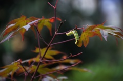 自然という生き物