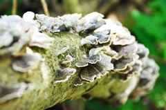 木の根っこに生えたキノコ