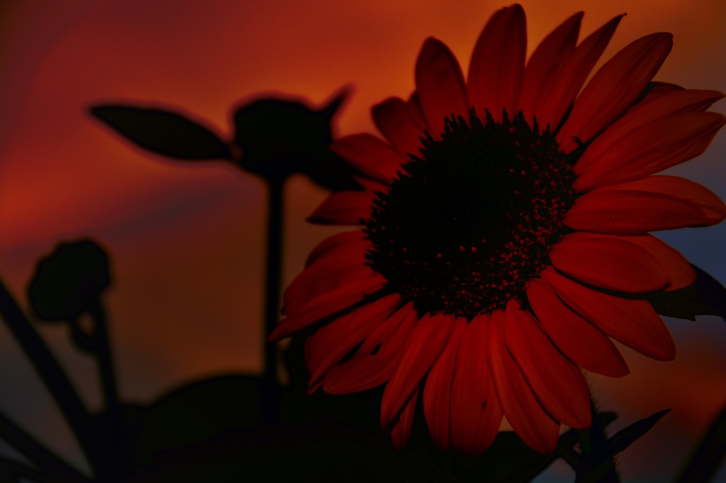 夕日のひまわり