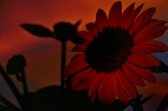 夕日のひまわり