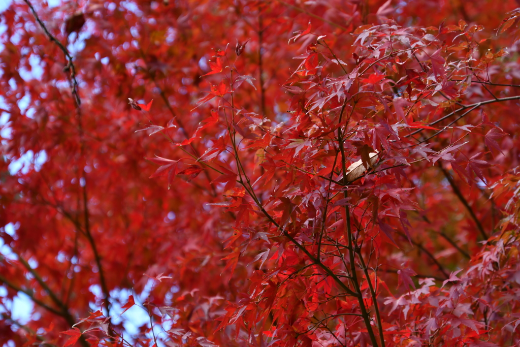 岐阜県恵那郡「岩村城跡」の紅葉