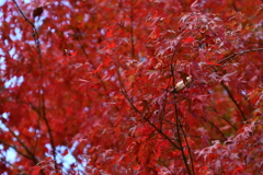 岐阜県恵那郡「岩村城跡」の紅葉
