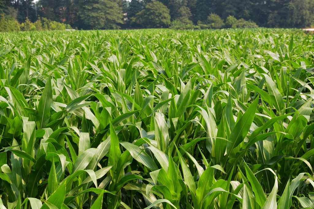 トウモロコシ