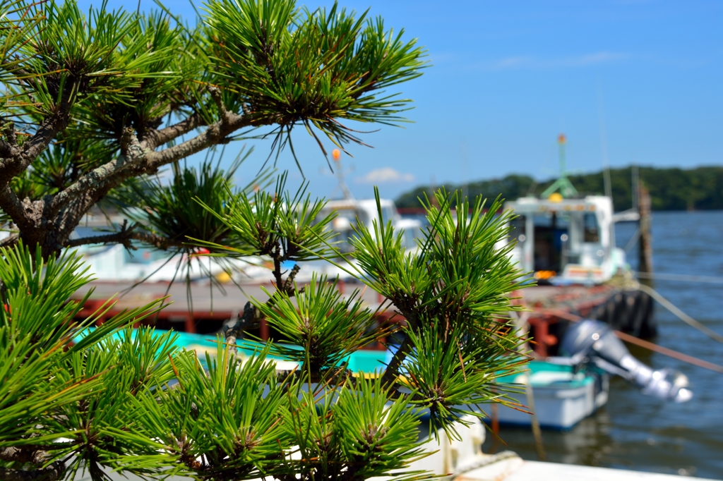 松島〜松と船〜