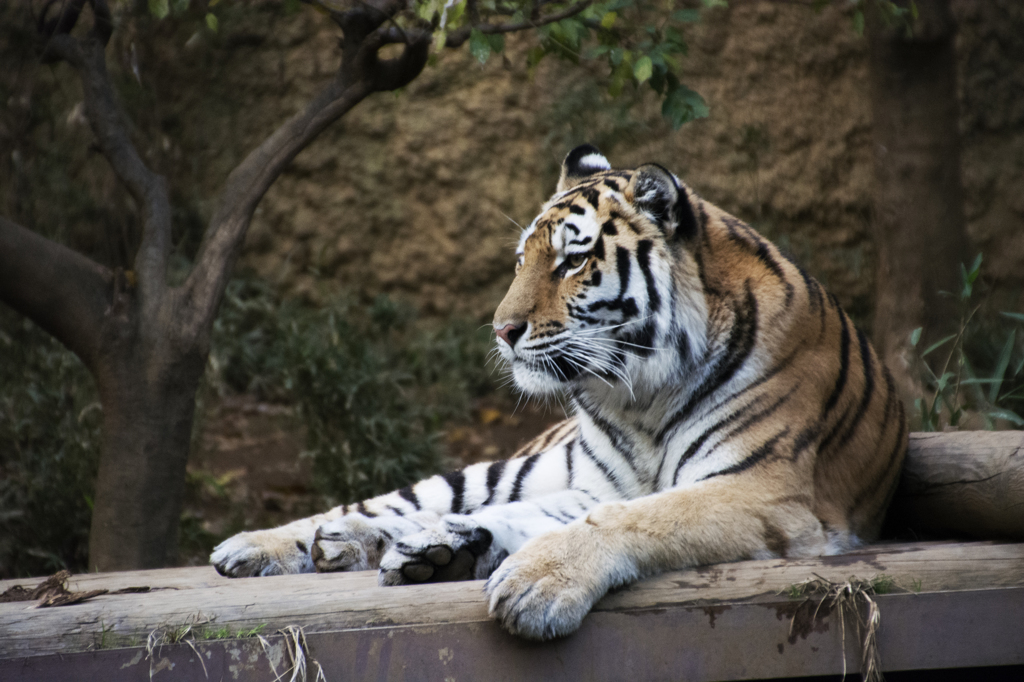 多摩動物園”虎”