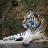 多摩動物園”虎”