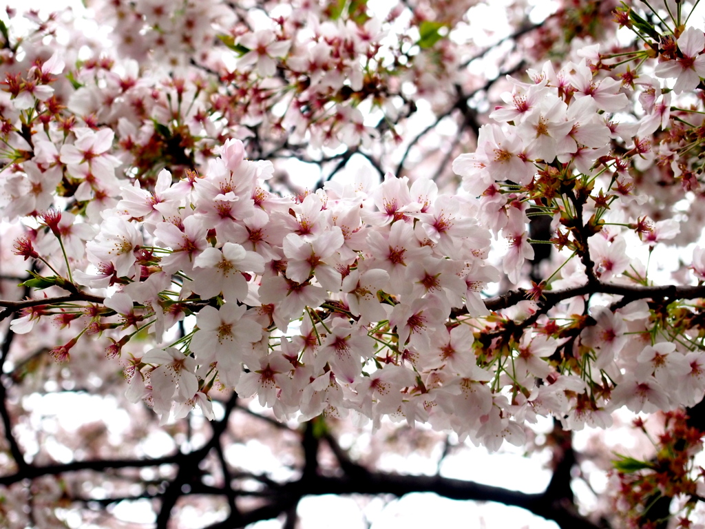 2013 桜_4