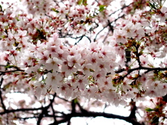 2013 桜_4