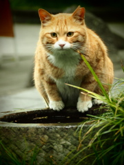 不忍池の猫