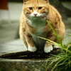 不忍池の猫