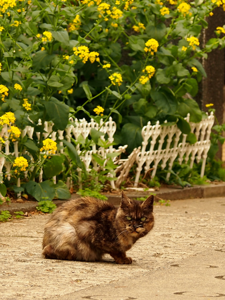 西新宿　十二社の猫