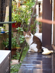 西新宿 柏木の猫