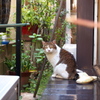 西新宿 柏木の猫